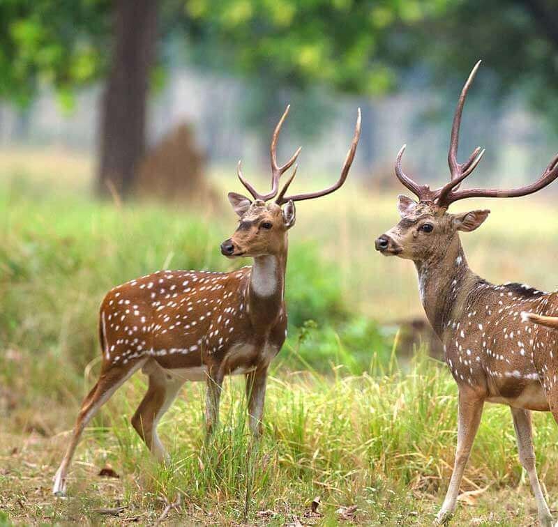 インドの野生動物ツアーパッケージ